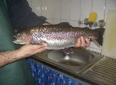 Teiche 095